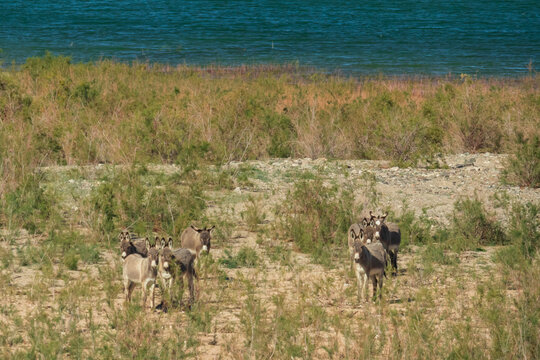 Wild burros in the desert
