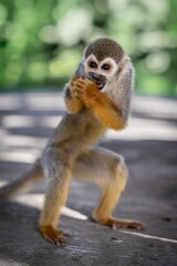 Fototapeta premium Playful Squirrel Monkey Standing Upright with Expressive Gesture