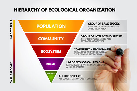 Hierarchy of Ecological Organization from smallest scale biosphere to largest scale population, including biome, ecosystem, and community. Hand draws the scale of life on earth