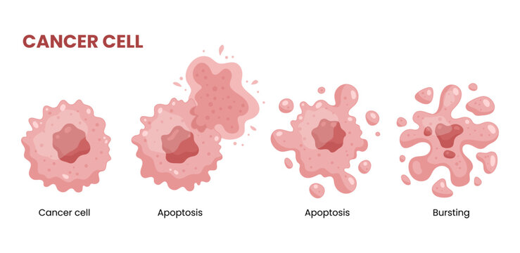 Vector illustration of apoptosis, depicting cell death in health and medicine, vital for cancer and medical research.