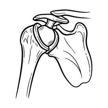 Human shoulder anatomy illustration, skeletal structure and joints