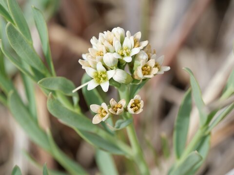 Close-Up of Bastard Toadflax (Comandra umbellata) White Flowers in South Boulder Creek West Trail, Colorado, Early April