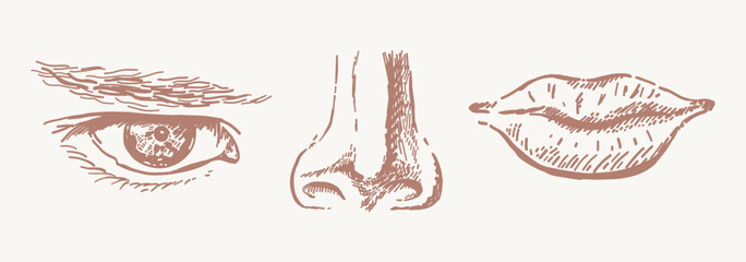Human face parts hand drawn sketches © missbobbit