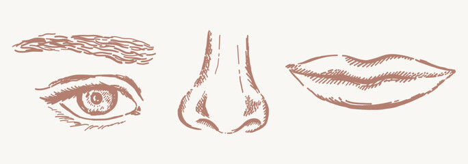 Human face parts hand drawn sketches © missbobbit