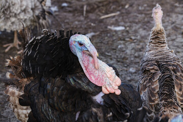 Profile portrait of domestic turkey head on organic farm background. © Denis
