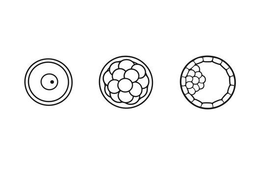 Stepwise early embryo development vector illustration showing the progression from a single-cell zygote to a multi-cell morula and a hollow blastocyst stage for biology and medical education.
