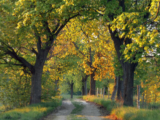 A dirt road in spring with young green leaves on old trees.