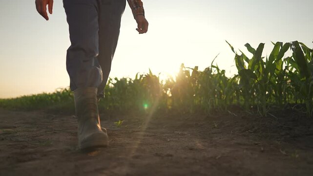 Man walks field trail with boots. Farmworker hand swings. Sunlight touches corn. Boots keep pressing soil. Corn stands in green field. Walking repeats farm soil trail. Boots lead walking path.
