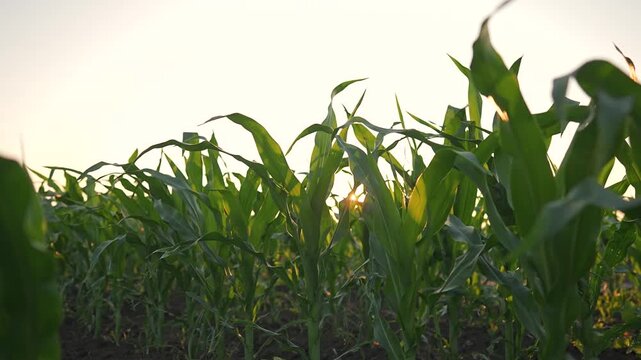 Corn plant rise from rich soil in field. Green leaf stretch wide under summer sunset. Nature growth fills agriculture land. Corn rows create green path. Leaf glow in soft sunset light on plant.