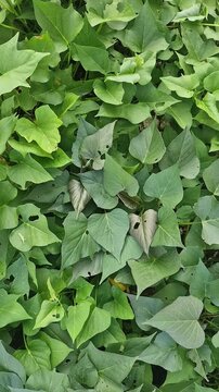 Top View of Sweet Potato Leaves (Ipomoea batatas) in Natural Light Vertical Video