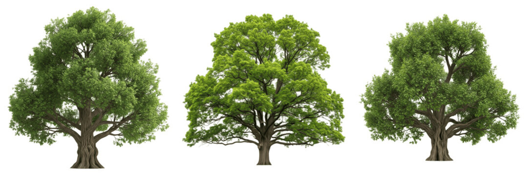 Oak Tree Quercus robur, Three Large Deciduous Green Oak Trees with Wide Crowns Isolated on White Background, Majestic Summer Forest Flora for Landscaping, Architectural Visualization, and Nature Art.