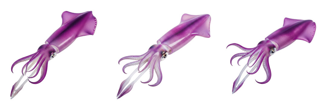 Purple Squid Teuthida, Three Exotic Vibrant Sea Creatures with Tentacles Isolated on White Background, Marine Life Set for Biological Documentation, Seafood Marketing, and Aquatic Art.