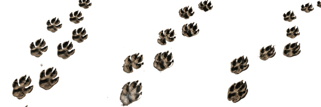 Wolf Paw Prints Canis lupus, Three Sets of Wild Animal Canine Tracks Isolated on White Background, Predator Footprint Trails for Wildlife Documentation, Biology, and Hunting Assets.