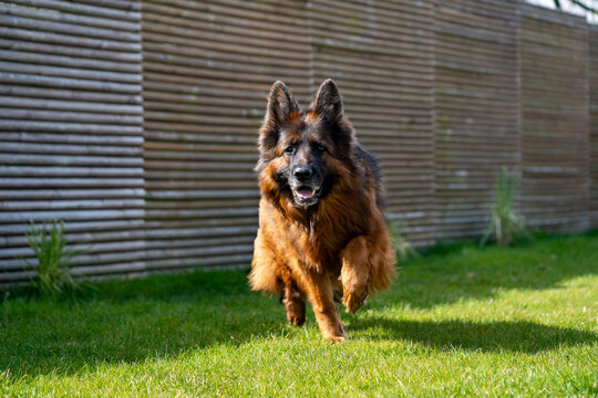 Active German Shepherd Running in Backyard Garden with Tongue Out and Happy Expression