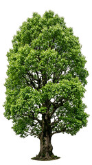 Fototapeta premium Large, lush green tree with a thick trunk and full canopy of leaves