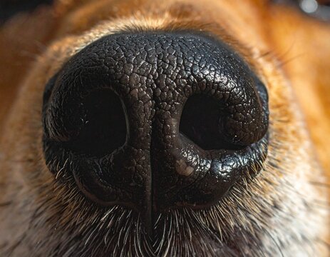 Macro shot of a wet dog nose with textured skin and nostrils in extreme close-up