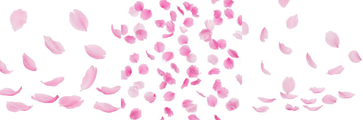Cherry Blossom Petals Isolated on White Background, Set of Three Falling Pink Sakura Flower Petals Perspectives, Spring Season Floral Element for Romantic and Soft Graphic Design © Teeli
