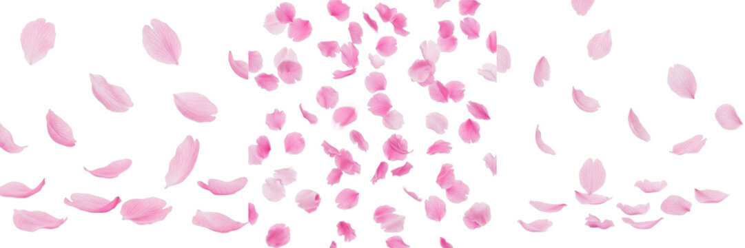 Cherry Blossom Petals Isolated on White Background, Set of Three Falling Pink Sakura Flower Petals Perspectives, Spring Season Floral Element for Romantic and Soft Graphic Design