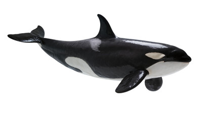 Isolated orca swimming majestic in black and white, a powerful aquatic mammal studio shot © Cian
