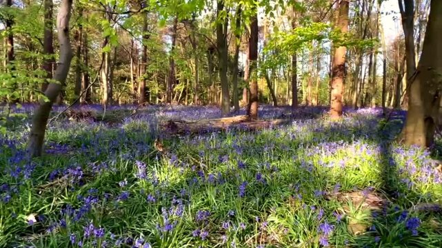 A video of the setting sun over a carpet of bluebells give vibrance bringing colour and joy to the woodlands in the UK after months of winter.