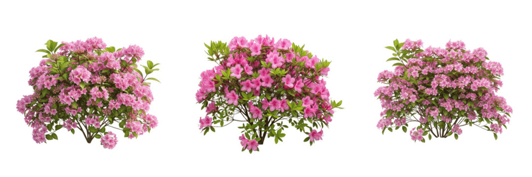Azalea Rhododendron, Set of Three Flowering Pink Azalea Bushes with Green Leaves, Spring Blossom Ornamental Shrub Plants Isolated on White Background for Landscape Architecture and Design