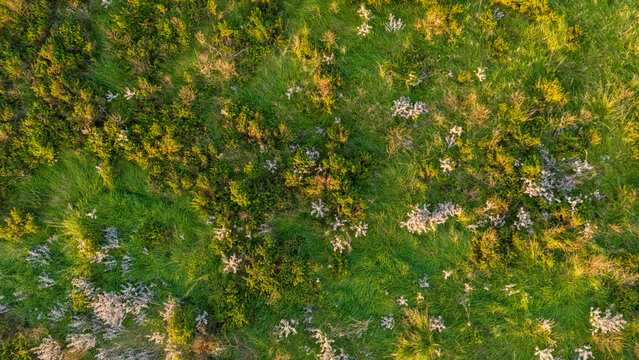 Straight down drone perspective over uncultivated natural terrain featuring a chaotic mix of vibrant green shrubs and delicate white wildflowers growing freely