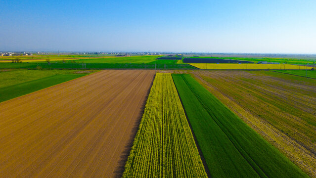 Campi di colza e grano dal drone - San Giuliano Nuovo - Alessandria - Piemonte - Italia