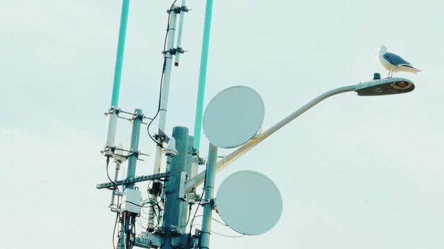 Seagull perched on telecommunications tower with microwave dish antennas