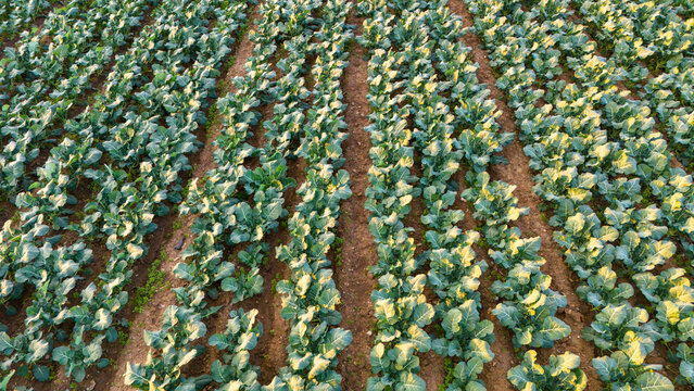 Elevated diagonal perspective over a thriving agricultural plot showing multiple perfectly straight rows of lush green leafy crops growing vigorously in dark soil