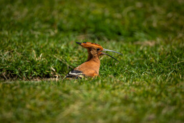 An African Hoopoe (Upupa africana) with beak open sitting on the ground in a park © Tyrone