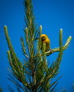 An eastern golden weaver (Ploceus subaureus) plucks some plant material from a fynbos plant to build a nest