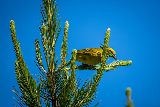 An eastern golden weaver (Ploceus subaureus) plucks some plant material from a fynbos plant to build a nest