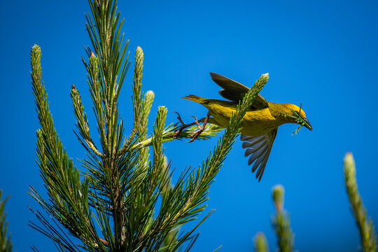 An eastern golden weaver (Ploceus subaureus) plucks some plant material from a fynbos plant to build a nest