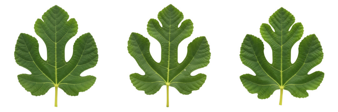 Collection of Fresh Green Fig Leaves Isolated on White Background, Set of Organic Common Fig Foliage in Various Angles for Nature, Botany, Gardening, and Herbal Medicine Concept Illustration