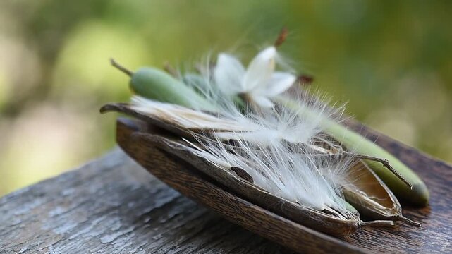 Gymnema inodorum (Lour.) Decne. pods and seeds on natural background.