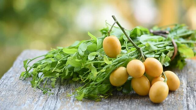 Star gooseberry or Sauropus androgynus (L.) Merr. branch fruits and green leaves on natural background.
