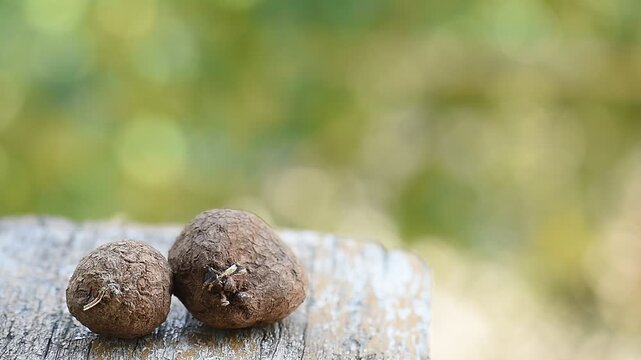 Dioscorea bulbifera heads on natural background.