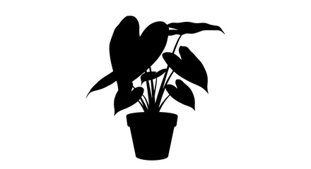 A striking black silhouette of a potted houseplant with large leaves © Amena