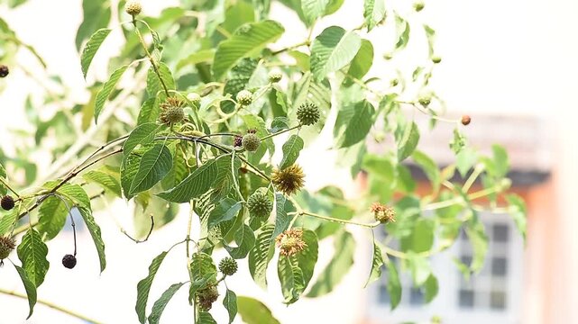 Kratom or Mitragyna speciosa Korth branch flower and green leaves on natural background.