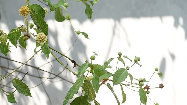Kratom or Mitragyna speciosa Korth branch flower and green leaves on natural background.