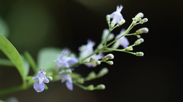 Vitex trifolia branch flowers on natural background.