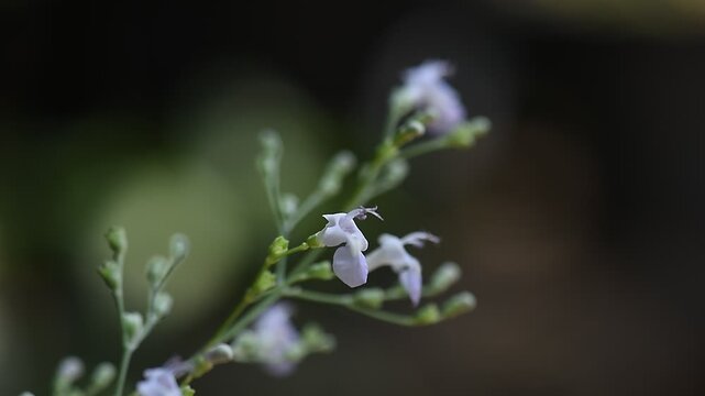 Vitex trifolia branch flowers on natural background.
