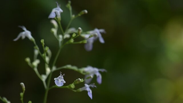 Vitex trifolia branch flowers on natural background.