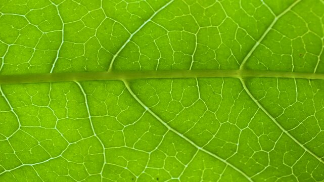 Closeup Green Leaf Texture Organic Plant and Leaf's Vein Nature. Cell Structure View of Leaf Surface Showing Plant Cells For Education. Green Leaves of Plant or Tree With Texture and Pattern Close Up.
