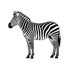Obraz premium Striking black and white zebra illustration with intricate stripe patterns