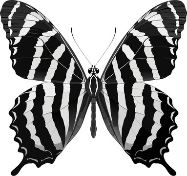 Zebra Swallowtail Butterfly Illustration with Black and White Stripes