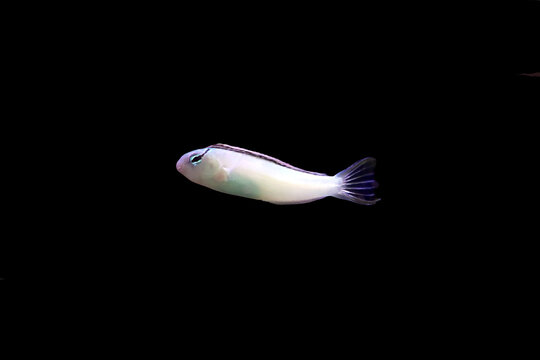 Meiacanthus smithi (Disco Blenny) isolated in black background