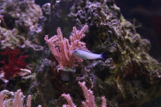 Meiacanthus smithi (Disco Blenny) tropical reef fish in coral aquarium habitat