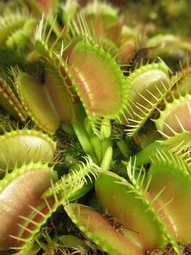 Zbliżenie na pułapki rośliny z gatunku dionaea
