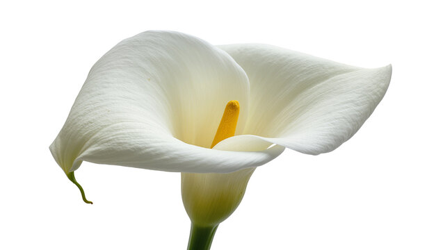 Isolated elegant white Calla Lily flower with vibrant yellow spadix and graceful form